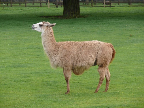 Corps Complet De Lama Avec Aucun Problème De Lama Et Faire Pousser