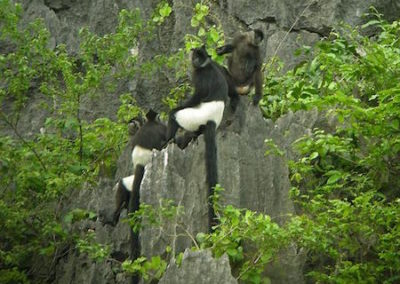 langur de delacour, animal, primate, singe d'asie en danger d'extinction