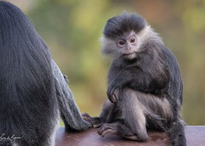 langur de java, semnopitheque noir, primate, singe d'indonesie