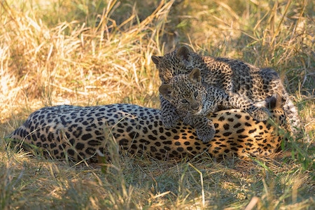 bebe leopard, panthere, felin carnivore d'afrique, pelage tacheté
