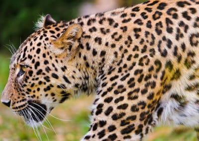 leopard, panthere, animal, felin carnivore d'afrique, fourrure tachetée