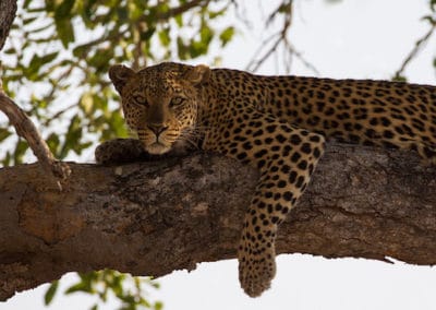 leopard, panthere, animal, felin carnivore d'afrique, pelage tacheté
