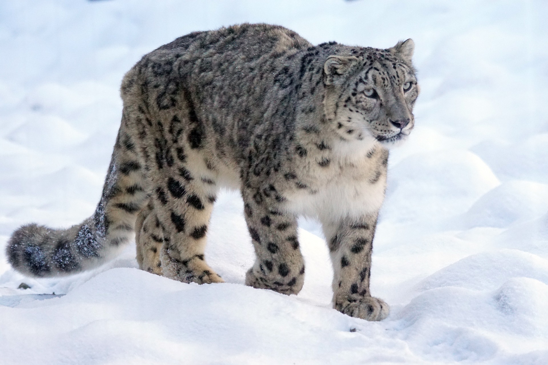leopard des neiges, panthere, once, irbis, felin carnivore d'asie et siberie