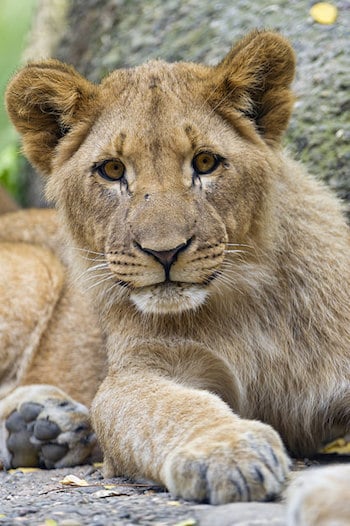 un bebe lion, lionceau, petit du lion, felin carnivore d'Afrique