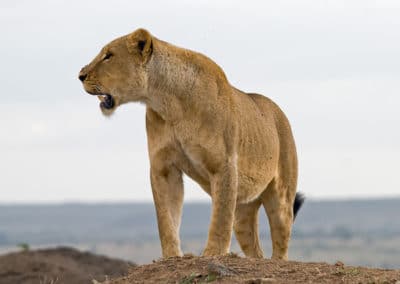 lionne, femelle du lion, animal, felin, mammifere carnivore d'afrique, roi des animaux