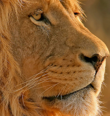 lion d'afrique, big five animal, felin mammifere carnivore, 