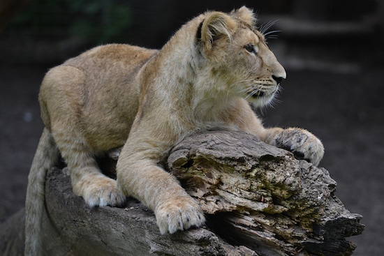 bebe lion d'asie, lionceau asiatique ou persan, felin carnivore d'Inde en danger de disparition