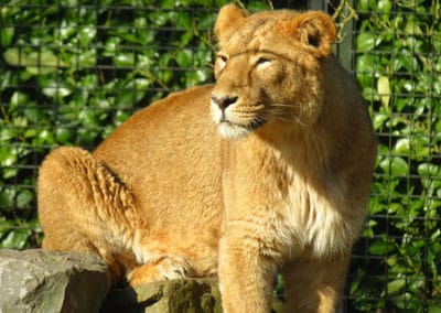 lionne asiatique, femelle du lion, animal, felin, mammifere carnivore d'asie Inde, en danger d'extinction