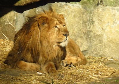 lion asiatique, mâle, crinière, animal, felin, mammifere carnivore d'asie danger de disparition