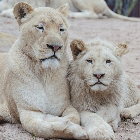 bebe lion blanc, lionceau, lionne blanche, felins carnivores d'afrique