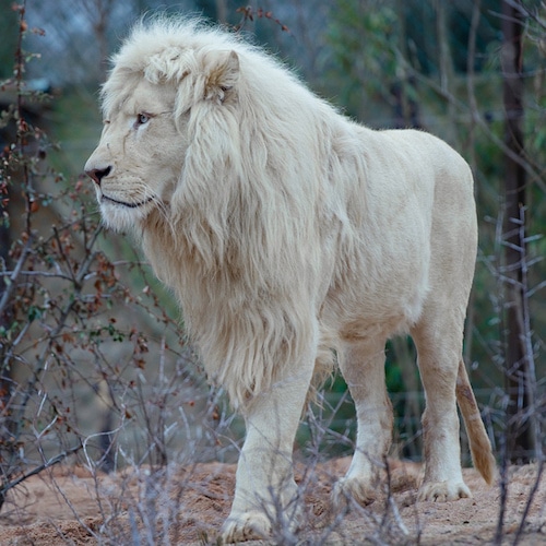 lion blanc, animal, felin, mammifere carnivore d'afrique