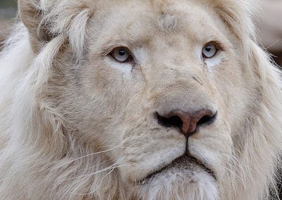 lion blanc, animal, felin, mammifere carnivore d'afrique, mutation genetique