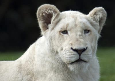 lionne blanche, animal, felin, mammifere carnivore d'afrique, mutation genetique