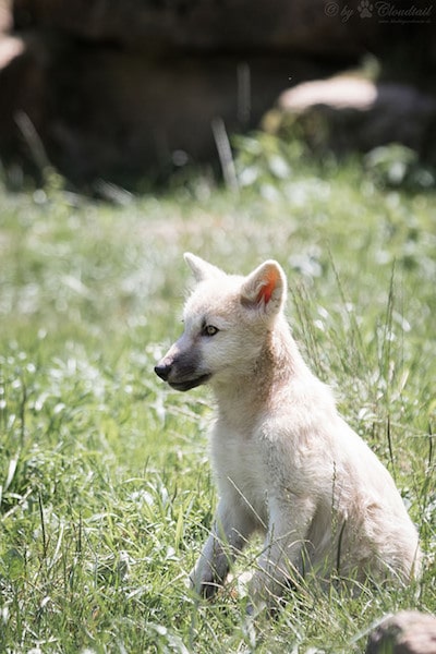 bebe loup arctique, louveteau blanc, petit de la louve, canidé carnivore amerique du nord