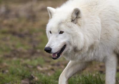 loup arctique, blanc, polaire, louve, animal, mammifere carnivore d'amerique du nord