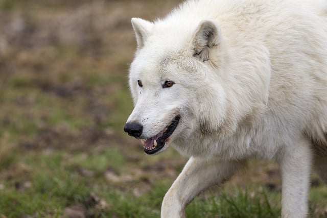 Loup Arctique Description Du Canidé Sauvage Photos