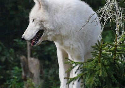 loup arctique, blanc, polaire, louve, animal, mammifere carnivore d'amerique du nord