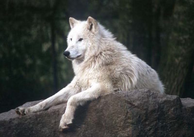 loup de siberie, animal, mammifere carnivore, sous espece de canis lupus, vit en Russie et scandinavie