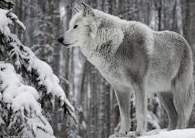 loup de siberie, animal, mammifere carnivore, sous espece de canis lupus, vit en Russie et scandinavie