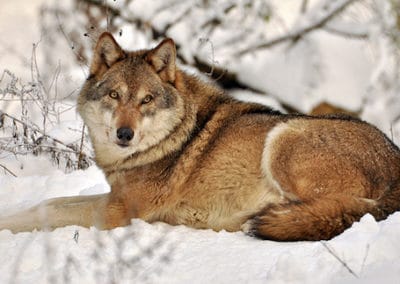 loup gris commun, loup europeen, louve, animal, mammifere carnivore d'europe, canidés