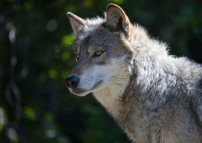 loup gris commun, loup europeen, louve, animal, mammifere carnivore d'europe, canidés