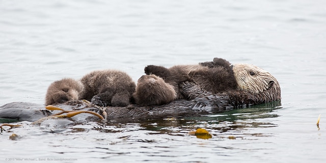 Emouvante scène d'une loutre de mer avec son bébé