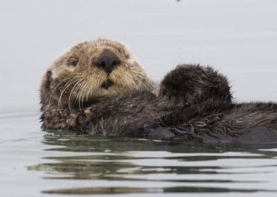 la loutre de mer, animal semi aquatique carnivore du Pacifique Nord, fourrure dense et soyeuse