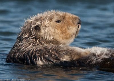 la loutre de mer, animal semi aquatique carnivore du Pacifique Nord, fourrure dense et soyeuse