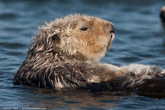 Loutre De Mer Taille Poids Fourrure Alimentation Reproduction