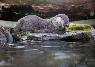 loutre commune, animal, mammifere carnivore d'europe, mustélidés semi-aquatique