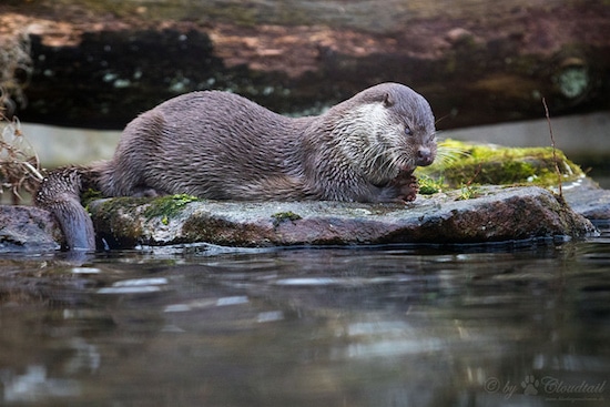 LOUTRE D'EUROPE - MUZOO