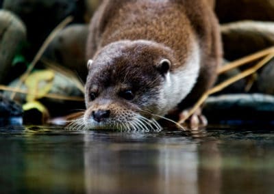 loutre commune, animal, mammifere carnivore d'europe, mustélidés semi-aquatique