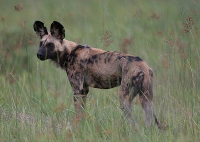 lycaon, chien sauvage, animal, canidés, mammifere carnivore d'afrique