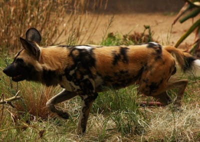 lycaon, chien sauvage, animal, canidés, mammifere carnivore d'afrique