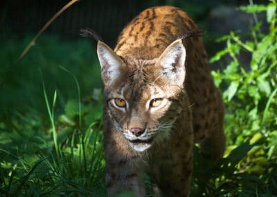 lynx commun, lynx boreal, animal, mammifere, felin carnivore d'europe