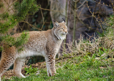 lynx commun, lynx boreal, animal, mammifere, felin carnivore d'europe