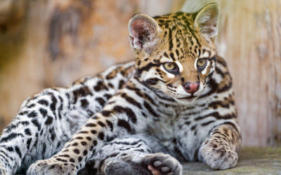 Apprivoiser un ocelot, est-ce possible ?