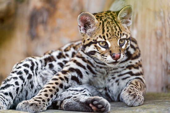 Apprivoiser un ocelot, est-ce possible ?