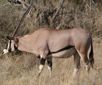 oryx beisa, animal, mammifere herbivore d'afrique