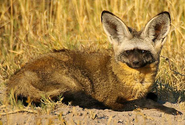 otocyon, renard a oreilles de chauve-souris, mammifere d'afrique