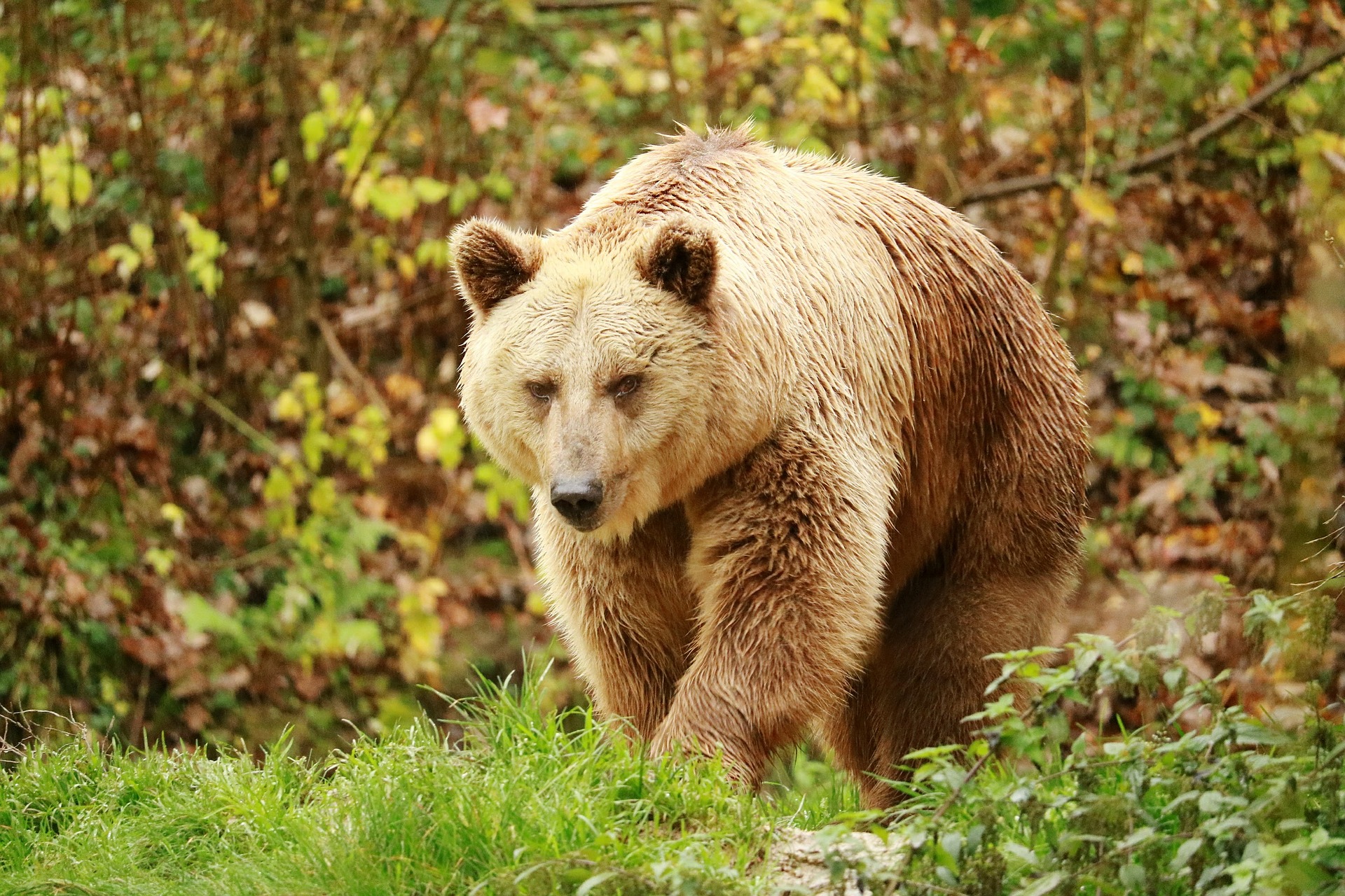 ours brun, ursidé, mammifere omnivore d'amerique du nord, russie
