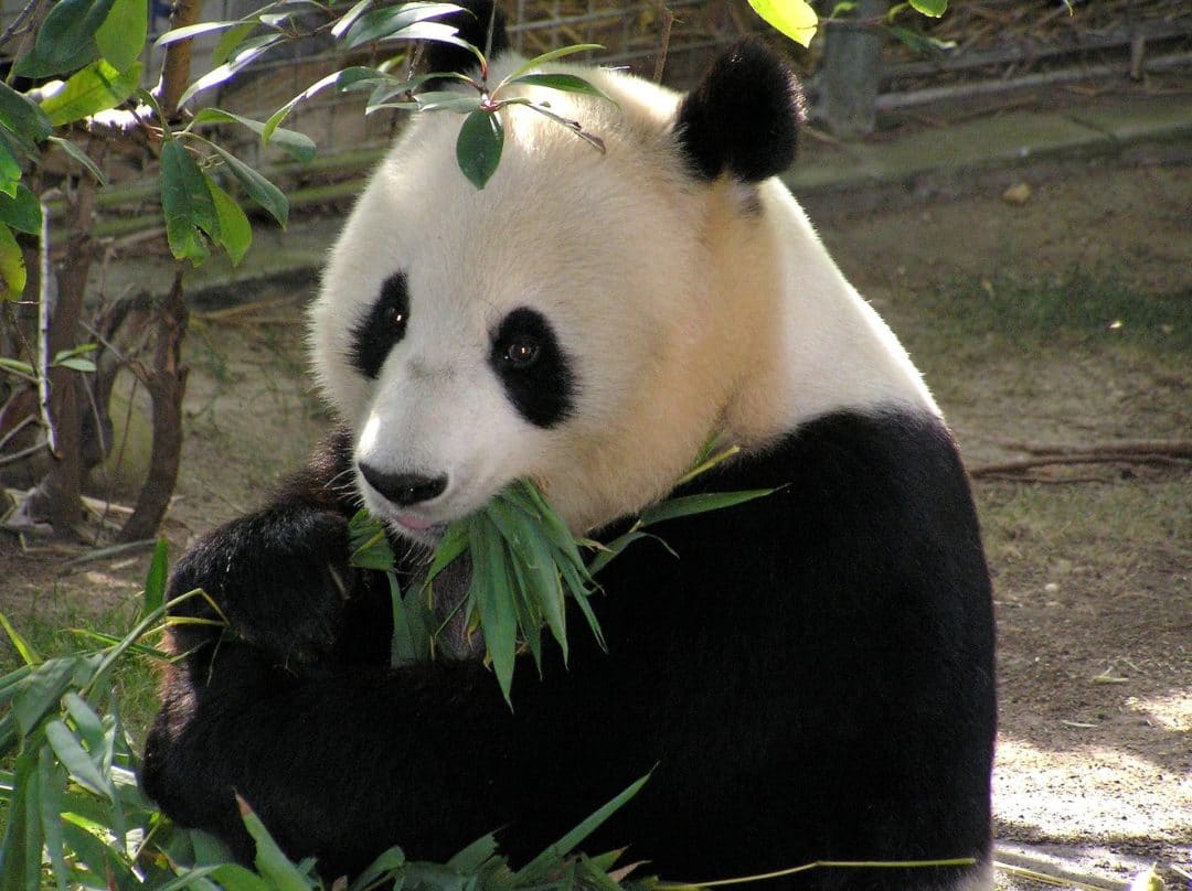Panda géant description complète + photos Instinct animal Panda géant description complète + photos Instinct animal