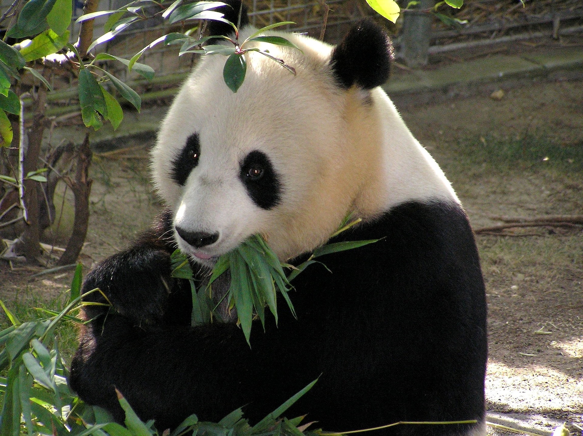 panda geant, animal symbole, mammifere carnivore de chine
