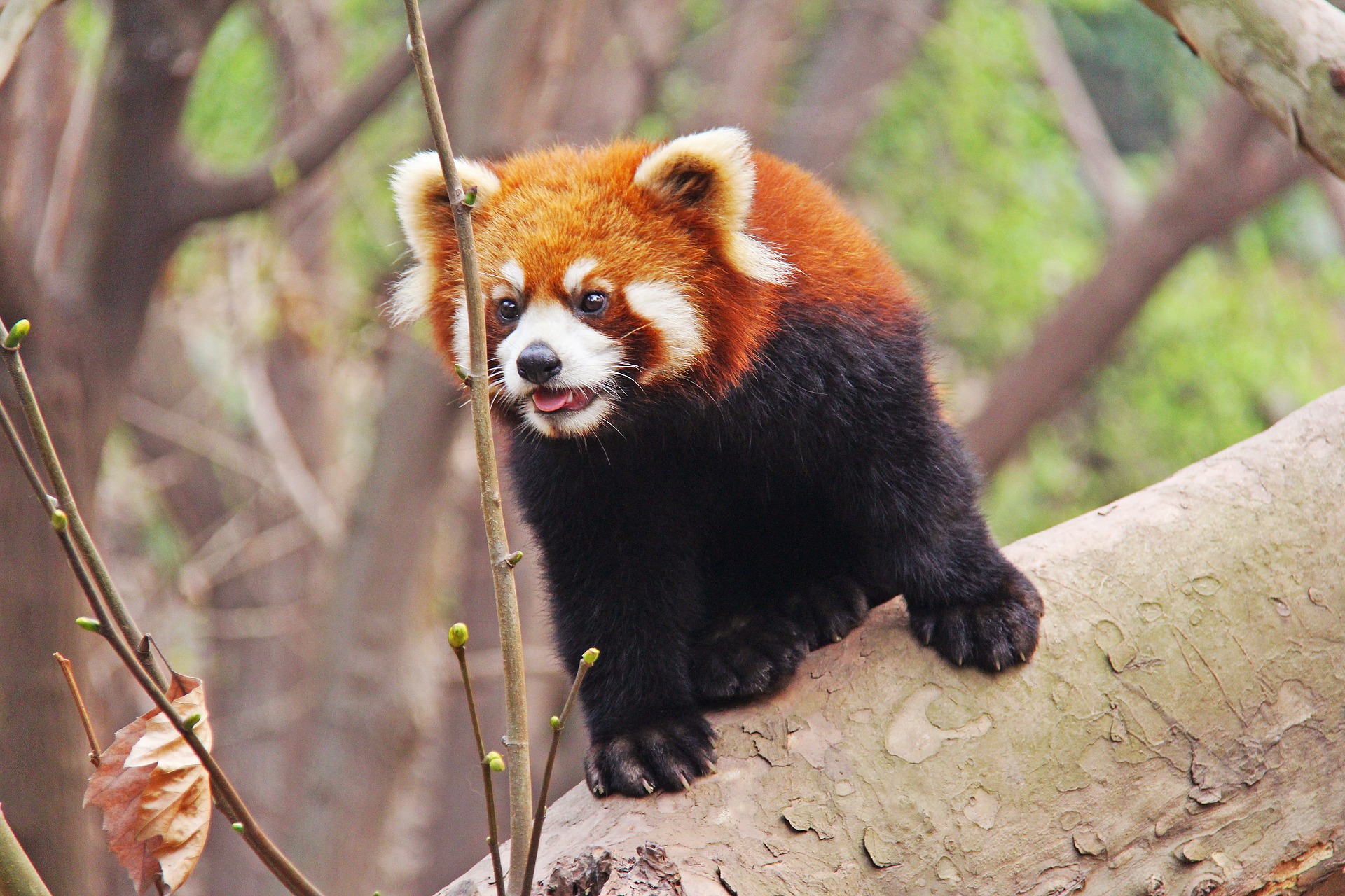 panda roux, rouge, mammifere carnivore d'asie, menacé d'extinction