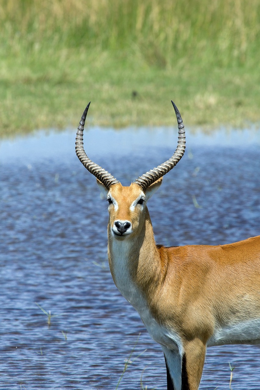 le puku, animal, mammifere herbivore d'afrique australe