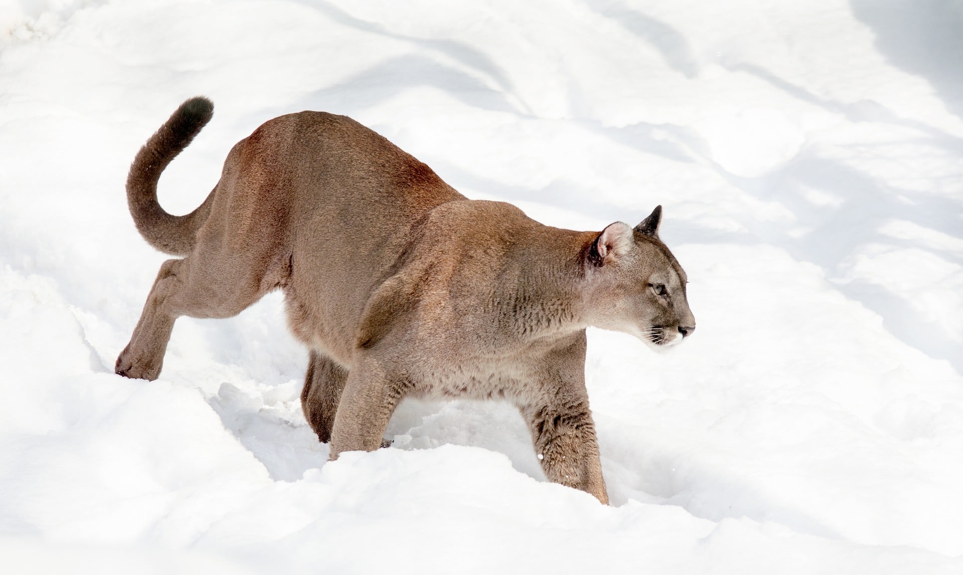 puma animal taille