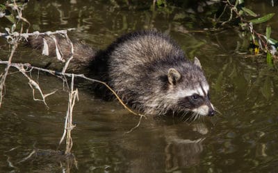 Pourquoi les ratons laveurs s’appellent ils ainsi ?