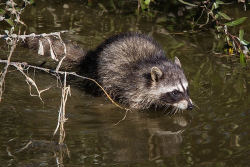 Pourquoi les ratons laveurs s’appellent ils ainsi ?