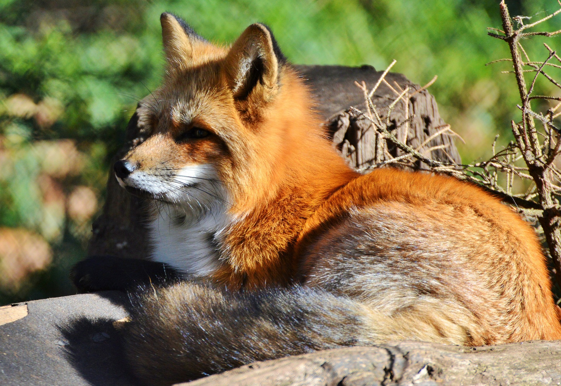 Renard Roux Description Et Comportement Instinct Animal