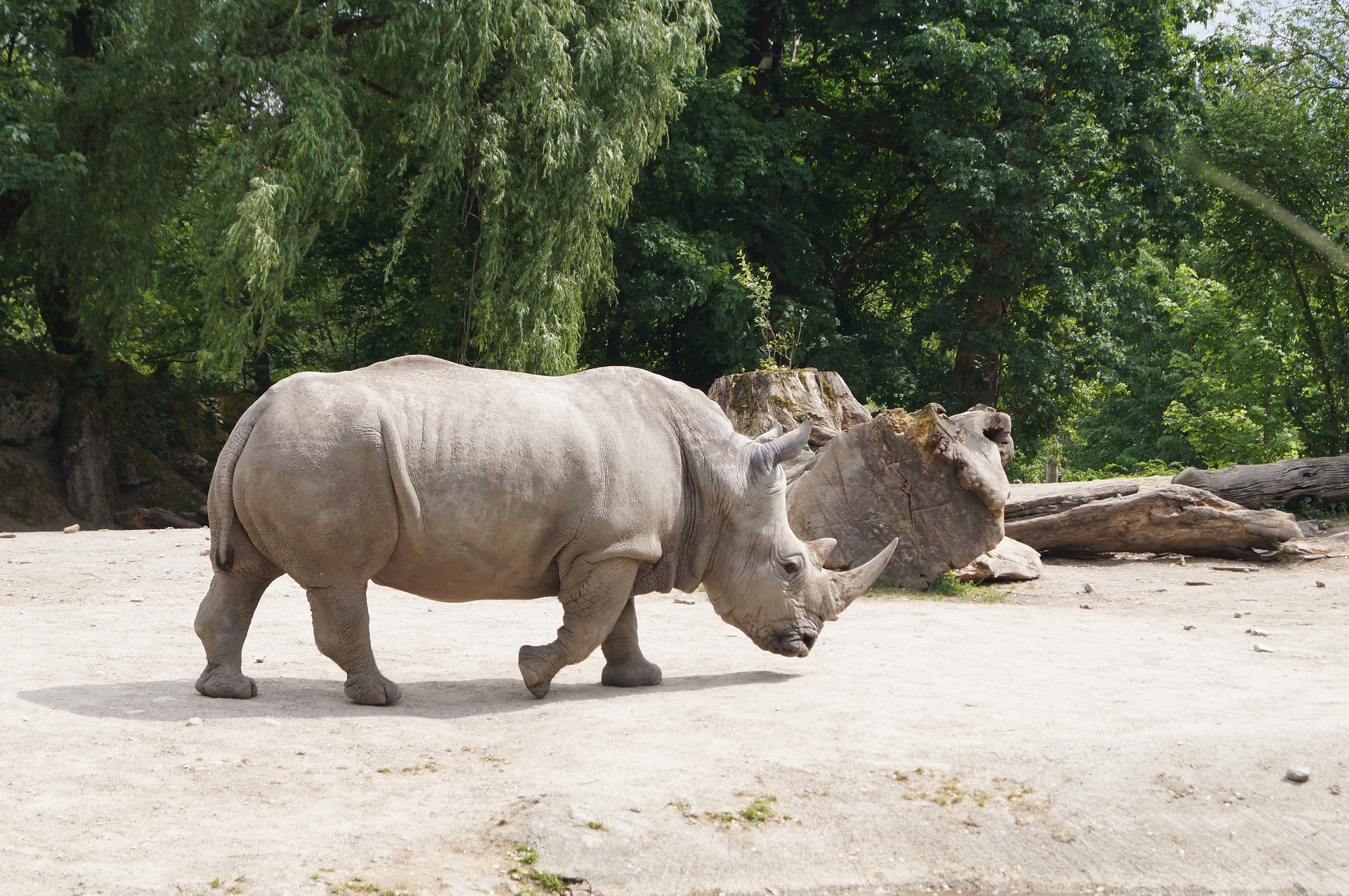 rhinoceros blanc, animal, mammifere herbivore d'afrique, extinction